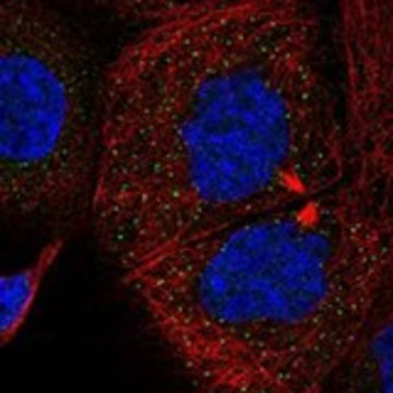 Anti-SMURF1 antibody produced in rabbit Prestige Antibodies&#174; Powered by Atlas Antibodies, affinity isolated antibody, buffered aqueous glycerol solution