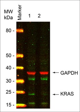 MISSION&#174; esiRNA targeting human KRAS