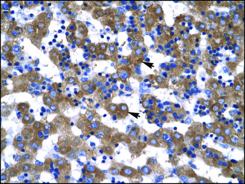 Anti-VDAC1 antibody produced in rabbit IgG fraction of antiserum