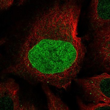 Anti-CAPN8 antibody produced in rabbit Prestige Antibodies&#174; Powered by Atlas Antibodies, affinity isolated antibody