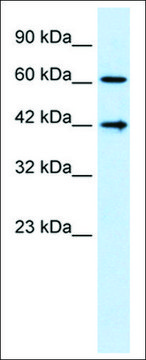 Anti-CFLAR antibody produced in rabbit IgG fraction of antiserum