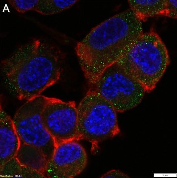 Anti-TrkB Antibody, clone 3E18 ZooMAb&#174; Rabbit Monoclonal recombinant, expressed in HEK 293 cells