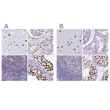 Anti-SUGP2 antibody produced in rabbit Prestige Antibodies® Powered by Atlas Antibodies, affinity isolated antibody, buffered aqueous glycerol solution