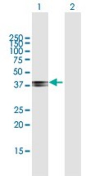 Anti-COL9A1 antibody produced in mouse purified immunoglobulin, buffered aqueous solution