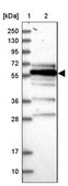 Anti-FAM126B antibody produced in rabbit Prestige Antibodies® Powered by Atlas Antibodies, affinity isolated antibody, buffered aqueous glycerol solution