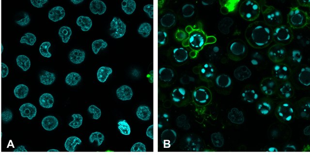 BioTracker Apo-15 Calcium-Independent Apoptosis Probe