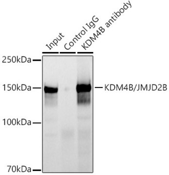 Anti-KDM4B/JMJD2B Antibody, clone 8I0I1, Rabbit Monoclonal