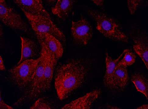 Anti-HACE1 (376-390) antibody produced in rabbit IgG fraction of antiserum, buffered aqueous solution