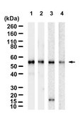 Anti-ATP5A1 Antibody, clone 1J7 ZooMAb® Rabbit Monoclonal recombinant, expressed in HEK 293 cells