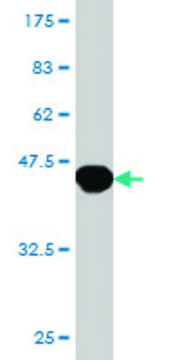 Monoclonal Anti-HOXB13 antibody produced in mouse clone 1E9, purified immunoglobulin, buffered aqueous solution