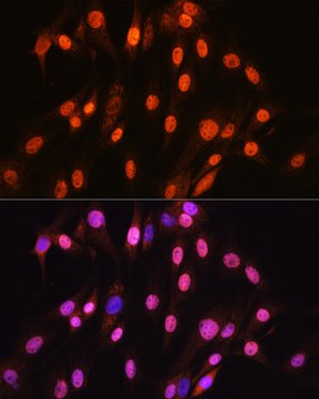 Anti-SOX10 Antibody, clone 2V5D6, Rabbit Monoclonal