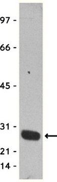 Anti-GST Tag Antibody, clone DG122-2A7, HRP conjugate clone DG122-2A7, Upstate&#174;, from mouse