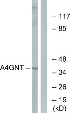 Anti-A4GNT antibody produced in rabbit affinity isolated antibody