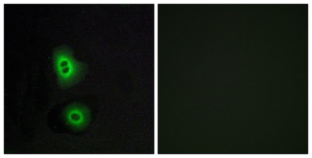 Anti-OR4C16 antibody produced in rabbit affinity isolated antibody