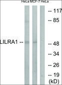 Anti-LILRA1 antibody produced in rabbit affinity isolated antibody