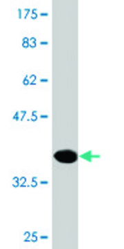 Monoclonal Anti-NME3, (C-terminal) antibody produced in mouse clone 3G10, purified immunoglobulin, buffered aqueous solution