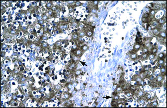 Anti-MMP19 (AB2) antibody produced in rabbit IgG fraction of antiserum