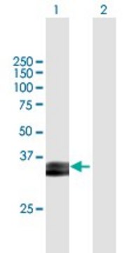 Anti-PRSS8 antibody produced in mouse purified immunoglobulin, buffered aqueous solution