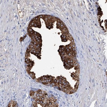 Anti-GPR52 antibody produced in rabbit Prestige Antibodies&#174; Powered by Atlas Antibodies, affinity isolated antibody, buffered aqueous glycerol solution