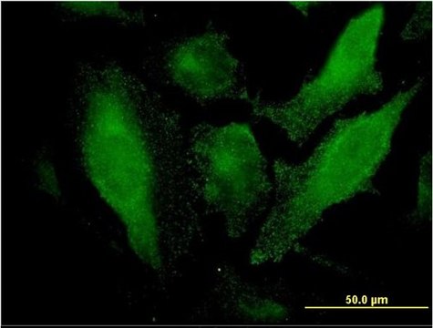 Monoclonal Anti-SRCRB4D antibody produced in mouse clone 3D9, purified immunoglobulin, buffered aqueous solution