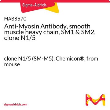 Anti-Myosin Antibody, smooth muscle heavy chain, SM1 &amp; SM2, clone N1/5 clone N1/5 (SM-M5), Chemicon&#174;, from mouse