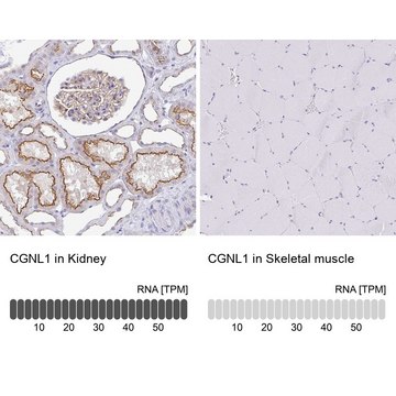 Anti-CGNL1 antibody produced in rabbit Prestige Antibodies&#174; Powered by Atlas Antibodies, affinity isolated antibody, buffered aqueous glycerol solution