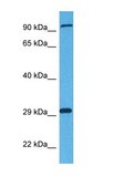 Anti-LRRC33 antibody produced in rabbit affinity isolated antibody