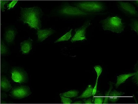 Monoclonal Anti-B3GNT3 antibody produced in mouse clone 1A2, purified immunoglobulin, buffered aqueous solution