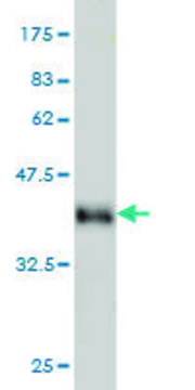 Monoclonal Anti-DYRK2 antibody produced in mouse clone 3G5, purified immunoglobulin, buffered aqueous solution