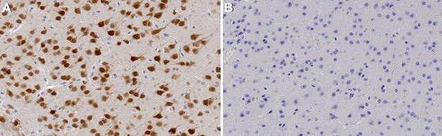 Anti-NeuN Antibody serum, from guinea pig