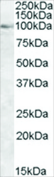 Anti-OSBP1, C-Terminal antibody produced in goat affinity isolated antibody, buffered aqueous solution