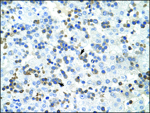 Anti-PRMT2 antibody produced in rabbit IgG fraction of antiserum