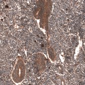 Monoclonal Anti-Yap1 Antibody Produced In Mouse Prestige Antibodies® Powered by Atlas Antibodies, clone CL13628, affinity isolated antibody, buffered aqueous glycerol solution