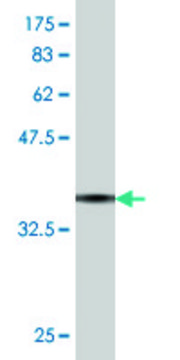 Monoclonal Anti-TIAM2 antibody produced in mouse clone 1C10, purified immunoglobulin, buffered aqueous solution