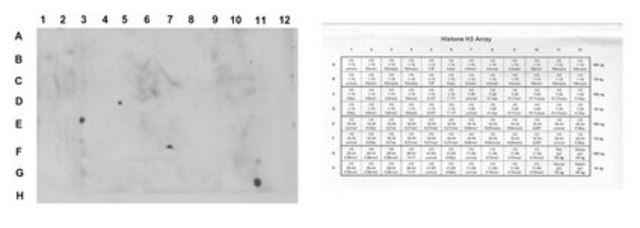 Anti-Acetyl Histone H3 (Lys27) Antibody, clone 5E2.2 clone 5E2.2, from mouse