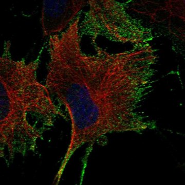 Anti-NTNG1 antibody produced in rabbit Prestige Antibodies&#174; Powered by Atlas Antibodies, affinity isolated antibody