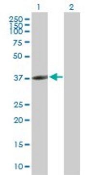 Anti-CLEC10A antibody produced in mouse purified immunoglobulin, buffered aqueous solution