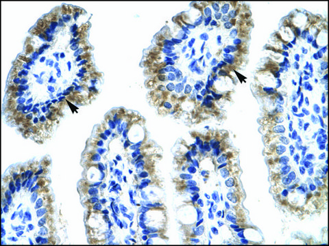 Anti-ANXA4 antibody produced in rabbit IgG fraction of antiserum