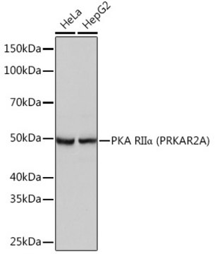 Anti-PKA RII&#945; (PRKAR2A) Antibody, clone 9C6B3, Rabbit Monoclonal