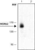 Monoclonal Anti-WDR62 antibody produced in mouse ~1.0 mg/mL, clone 3G8, purified immunoglobulin, buffered aqueous solution