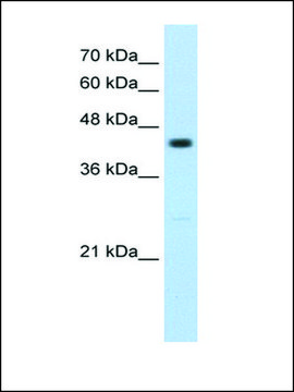 Anti-RNF32 antibody produced in rabbit IgG fraction of antiserum