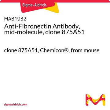 Anti-Fibronectin Antibody, mid-molecule, clone 875A51 clone 875A51, Chemicon&#174;, from mouse