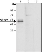 Anti-GPR39 (C-terminal region) antibody produced in rabbit ~1.5 mg/mL, affinity isolated antibody