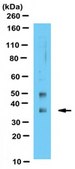Anti-Precerebellin Antibody from rabbit, purified by affinity chromatography