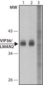 Anti-VIP36/ LMAN2 antibody produced in rabbit ~1.0 mg/mL, affinity isolated antibody