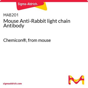 Mouse Anti-Rabbit light chain Antibody Chemicon&#174;, from mouse