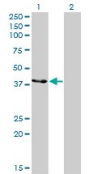 Monoclonal Anti-CKMT1B antibody produced in mouse clone 2C8, purified immunoglobulin, buffered aqueous solution