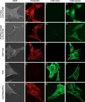 Monoclonal Anti-&#946;-Actin antibody produced in mouse clone AC-15, ascites fluid