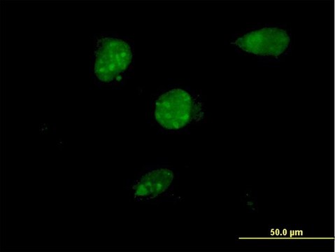 ANTI-TSC22D4 antibody produced in mouse clone 1C12, purified immunoglobulin, buffered aqueous solution