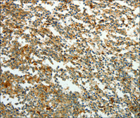 Anti-TMSB10 antibody produced in rabbit affinity isolated antibody